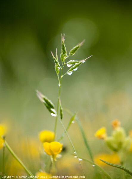A close up of a grass with morning dew Picture Board by Simon Johnson