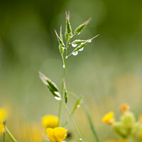 Buy canvas prints of A close up of a grass with morning dew by Simon Johnson