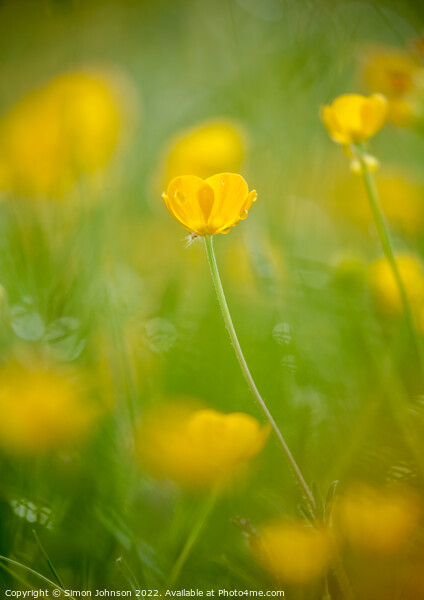 sunlit buttercup flower Picture Board by Simon Johnson