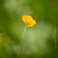 Buy canvas prints of buttercup flower by Simon Johnson