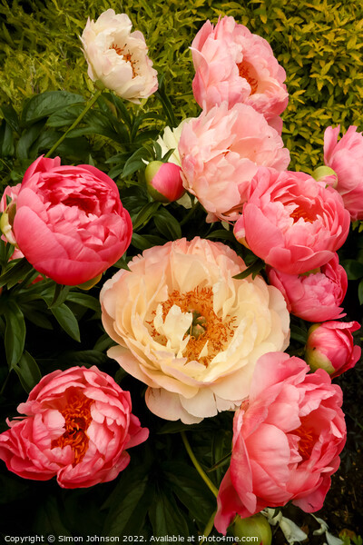 Peony flowe Picture Board by Simon Johnson