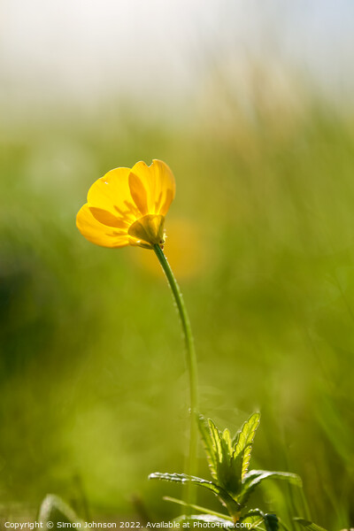 Buttercup flower Picture Board by Simon Johnson