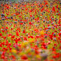 Buy canvas prints of Cotswold meadow flowers by Simon Johnson