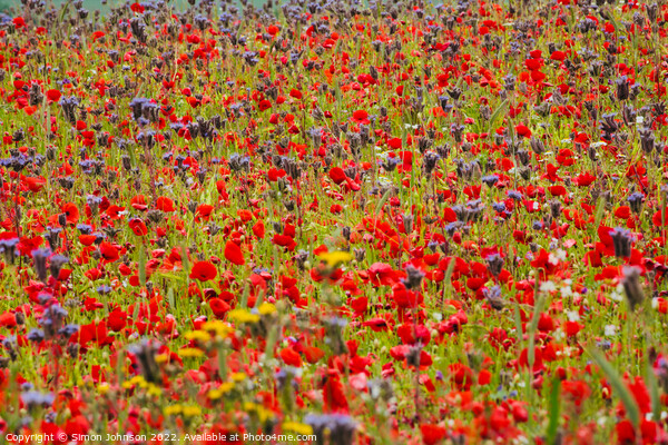 Poppy field with meadow flowers Picture Board by Simon Johnson