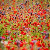 Buy canvas prints of Poppies and meadow flowers by Simon Johnson