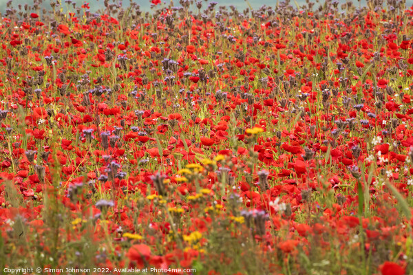 poppy field and meadow flowers Picture Board by Simon Johnson