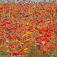 Buy canvas prints of poppy field and meadow flowers by Simon Johnson