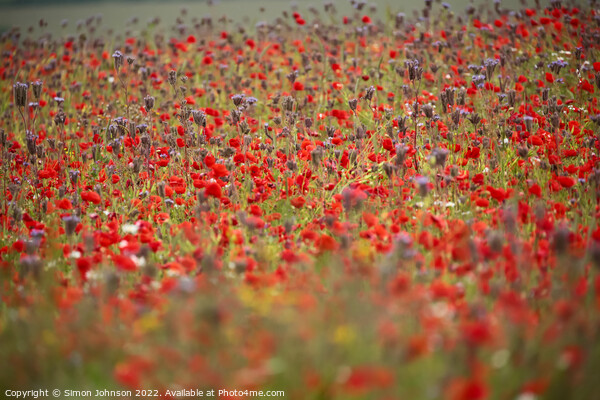 Cotswold Poppy Field Picture Board by Simon Johnson