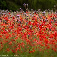 Buy canvas prints of Cotswold Poppy Field by Simon Johnson