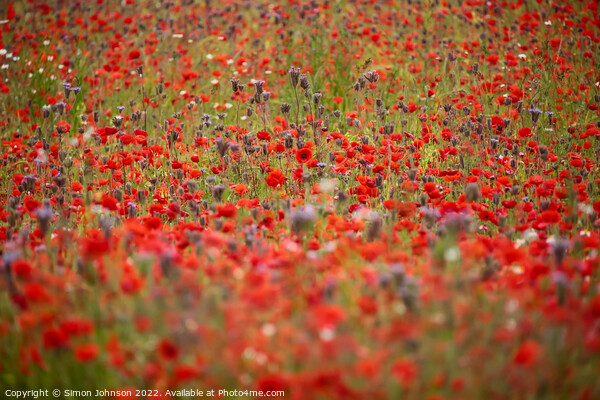 poppy field Picture Board by Simon Johnson