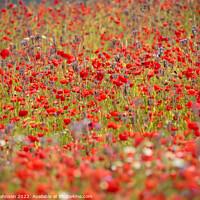 Buy canvas prints of wind blown poppies  by Simon Johnson