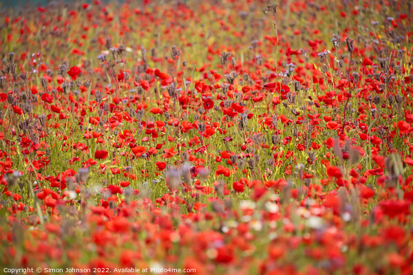 wind blown poppies Picture Board by Simon Johnson