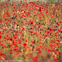 Buy canvas prints of Cotswold Poppy field by Simon Johnson
