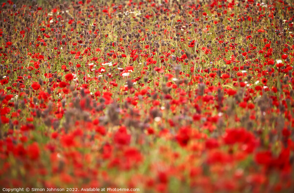 Cotswold Poppies Picture Board by Simon Johnson