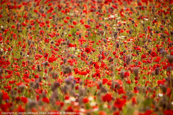 Poppy galore Picture Board by Simon Johnson