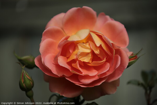 Orange Rose Picture Board by Simon Johnson