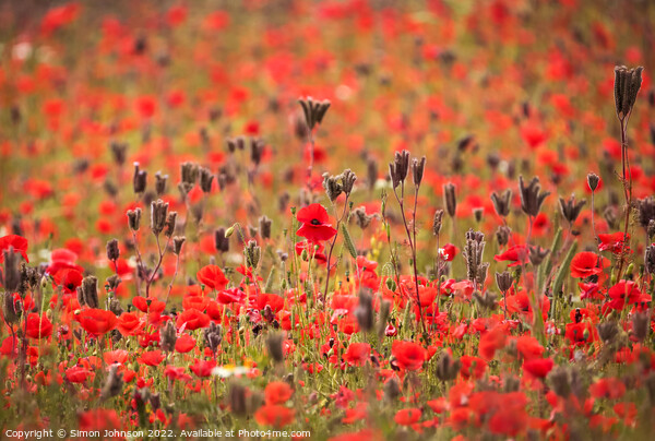 Cotswold Poppies Picture Board by Simon Johnson