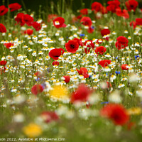 Buy canvas prints of Poppy field with meadow flowers by Simon Johnson