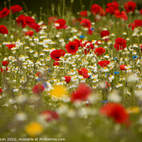 Buy canvas prints of meadow flowers by Simon Johnson