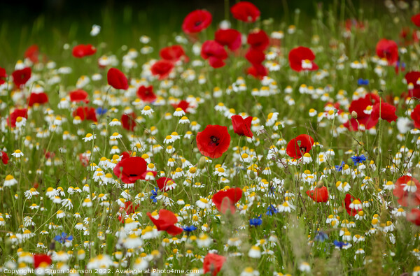 Poppy  field Picture Board by Simon Johnson