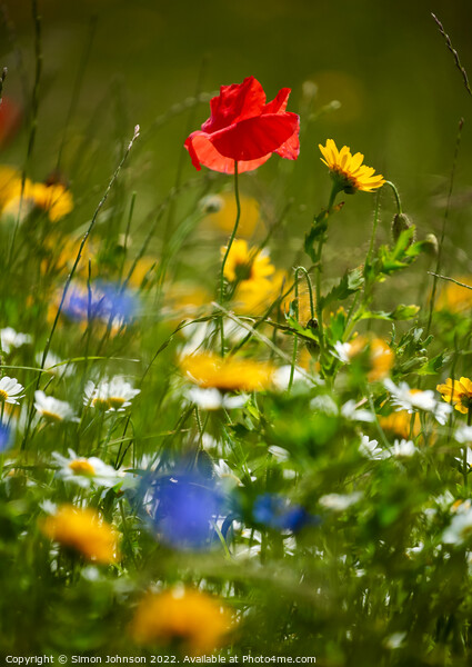 Wind blown Poppy flower Picture Board by Simon Johnson
