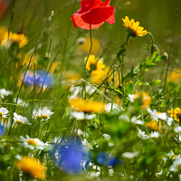 Buy canvas prints of Wind blown Poppy flower by Simon Johnson