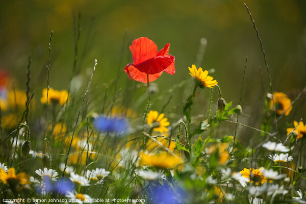 Poppy and meadow flowers  Picture Board by Simon Johnson