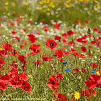 Buy canvas prints of meadow flowers and poppys by Simon Johnson