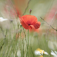 Buy canvas prints of Poppy flower by Simon Johnson