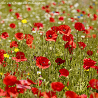 Buy canvas prints of Cotswold Poppies by Simon Johnson