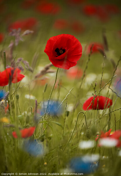 Poppy and meadow Flowers Picture Board by Simon Johnson