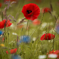 Buy canvas prints of Poppy and meadow Flowers by Simon Johnson