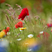 Buy canvas prints of wind bnlown poppy flower by Simon Johnson