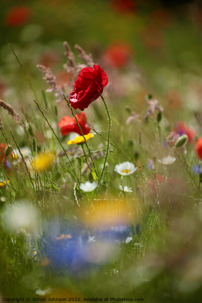 wind blown poppy flower Picture Board by Simon Johnson