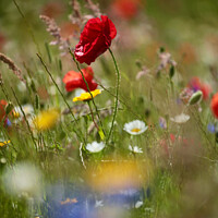 Buy canvas prints of wind blown poppy flower by Simon Johnson