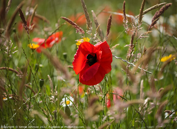 Poppy in grass Picture Board by Simon Johnson