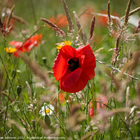 Buy canvas prints of Poppy in grass by Simon Johnson
