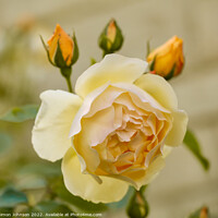 Buy canvas prints of Yellow rose by Simon Johnson