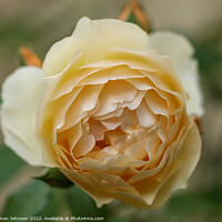 Buy canvas prints of Rose Flower by Simon Johnson