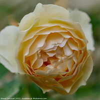 Buy canvas prints of Rose  flower by Simon Johnson