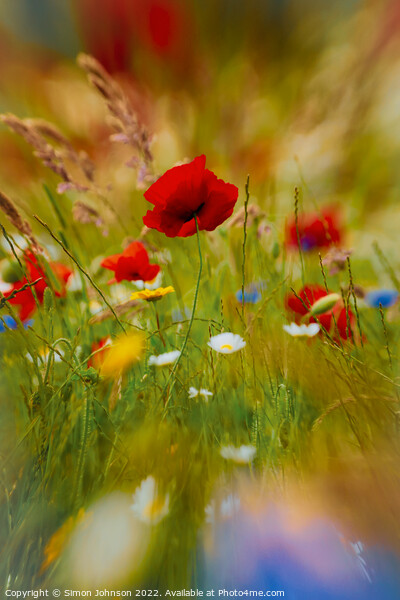 Poppy Impressionism Picture Board by Simon Johnson
