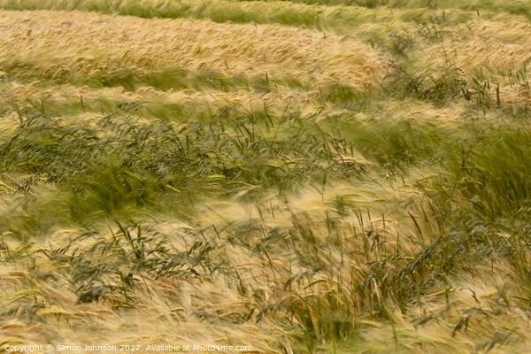 wind blown cornfield Picture Board by Simon Johnson