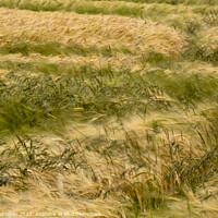 Buy canvas prints of wind blown cornfield by Simon Johnson