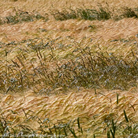 Buy canvas prints of Wind blown cornfield by Simon Johnson