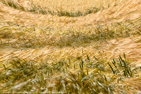 wind blown wheat Picture Board by Simon Johnson