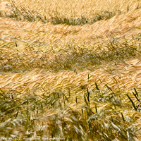 Buy canvas prints of wind blown wheat by Simon Johnson