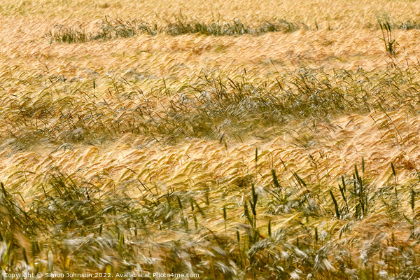 Corn field Picture Board by Simon Johnson