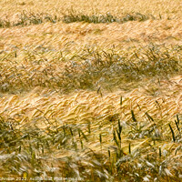 Buy canvas prints of Corn field by Simon Johnson