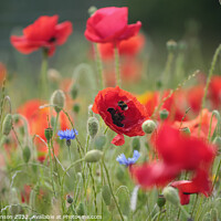 Buy canvas prints of Poppy flower and bee  by Simon Johnson