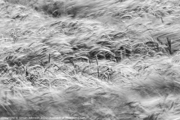 Wind blown wheat field  Picture Board by Simon Johnson